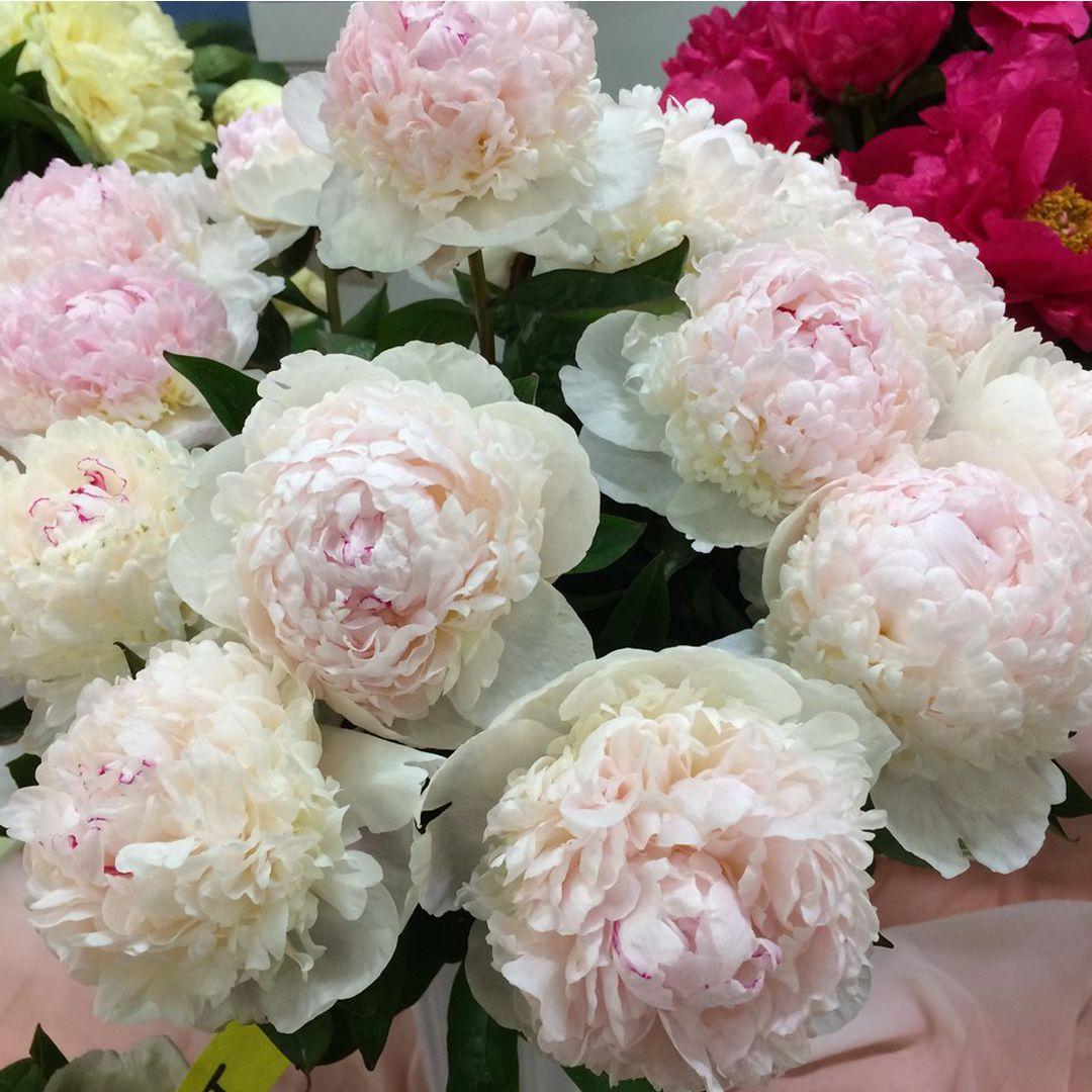 Півонія "Madam de Vernéville" (Мадам де Верневіль), фото 1