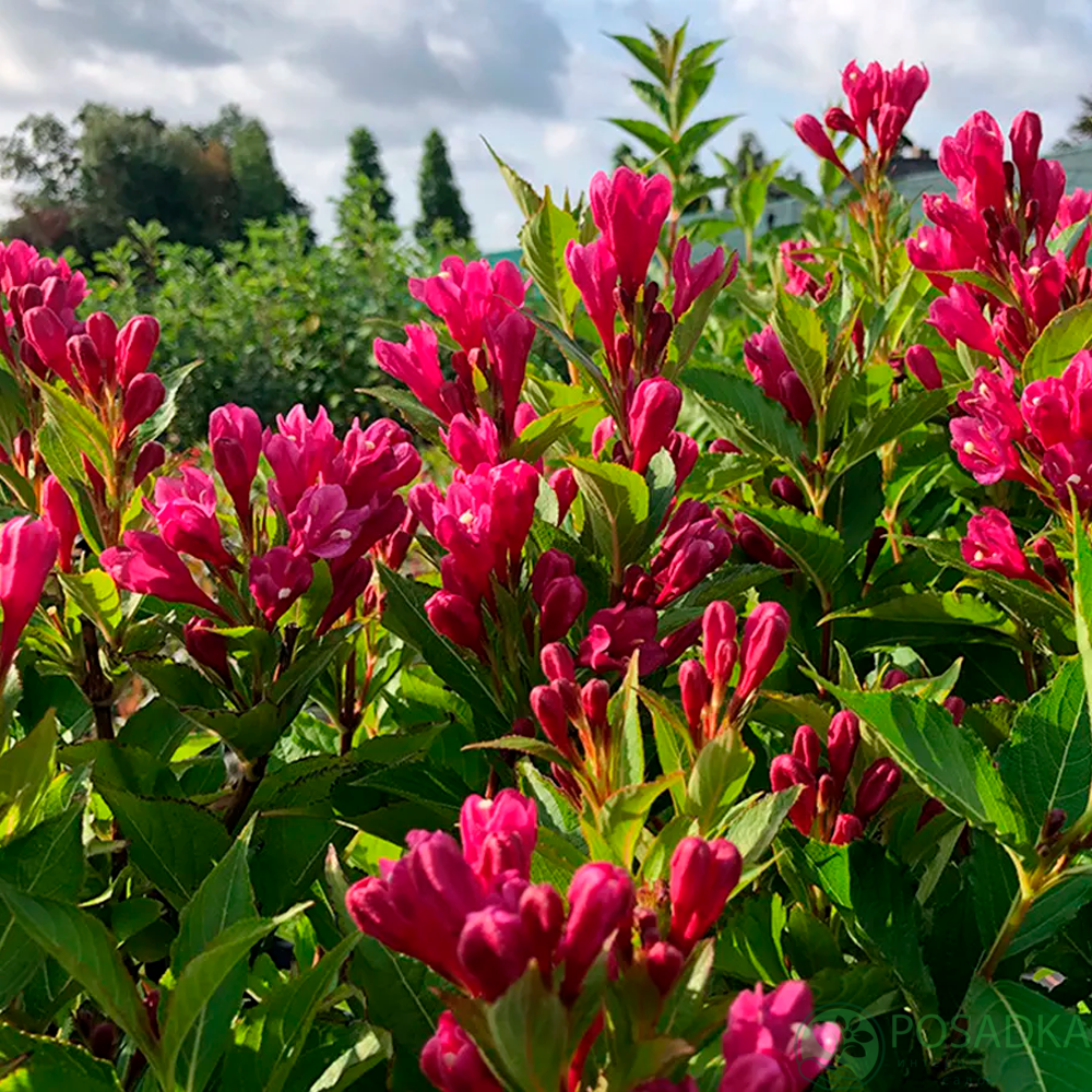 Вейгела "Big Love"  чагарники,квіти для саду багаторічні, фото 1
