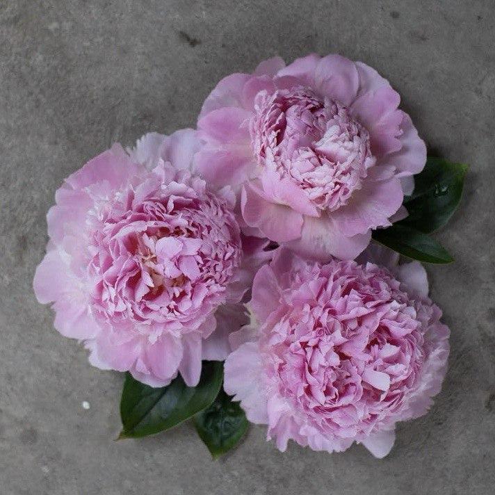 Півонія  "Angel Cheeks" ( Енджел Чікс)