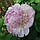 Півонія  "Angel Cheeks" ( Енджел Чікс), фото 2