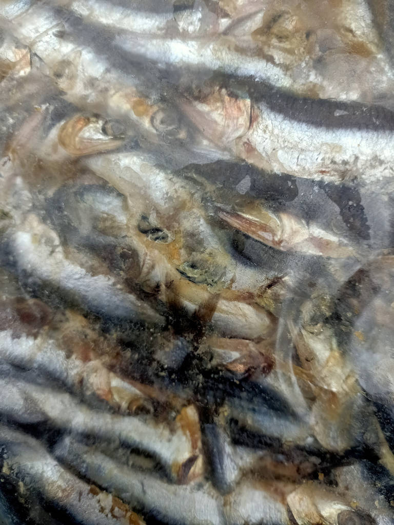 Хамса чорноморська 7-9 см, свіжоморожена - фото покупців 1