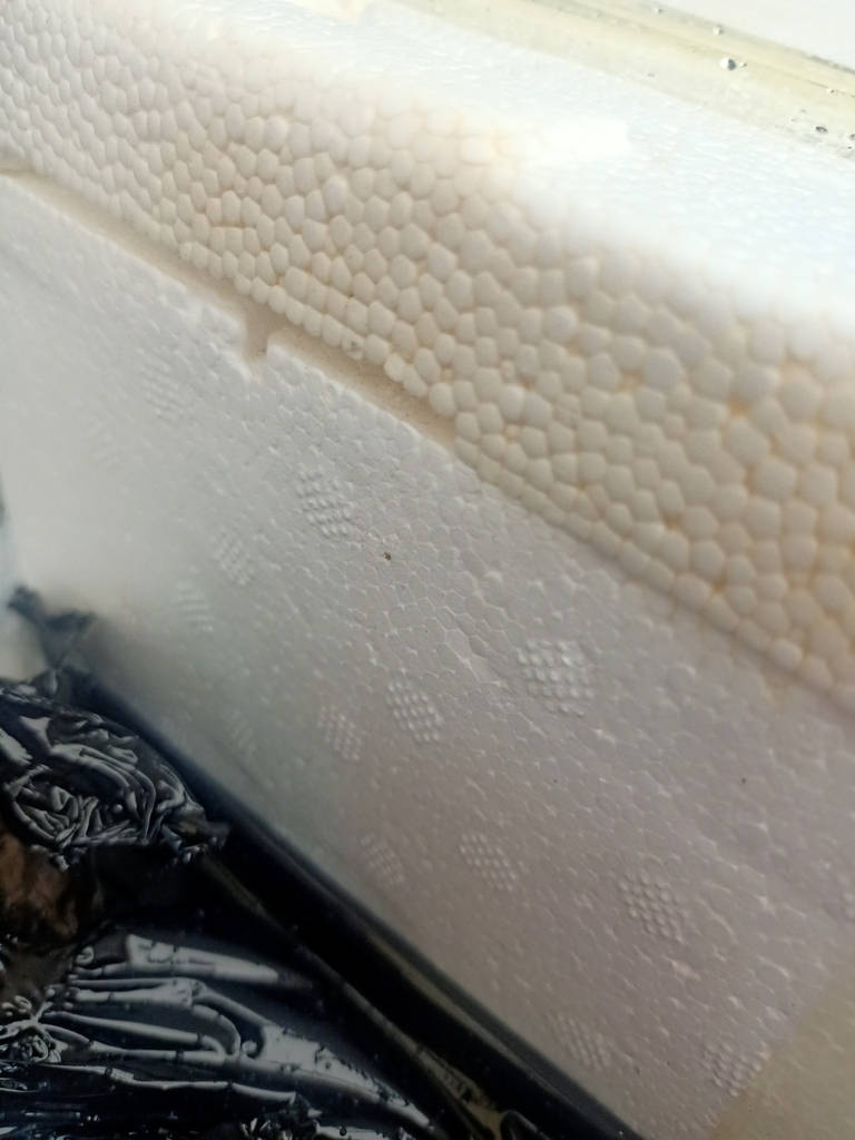 Барабулька с/м велика Голландія, розмір 15-20см - фото покупців 5