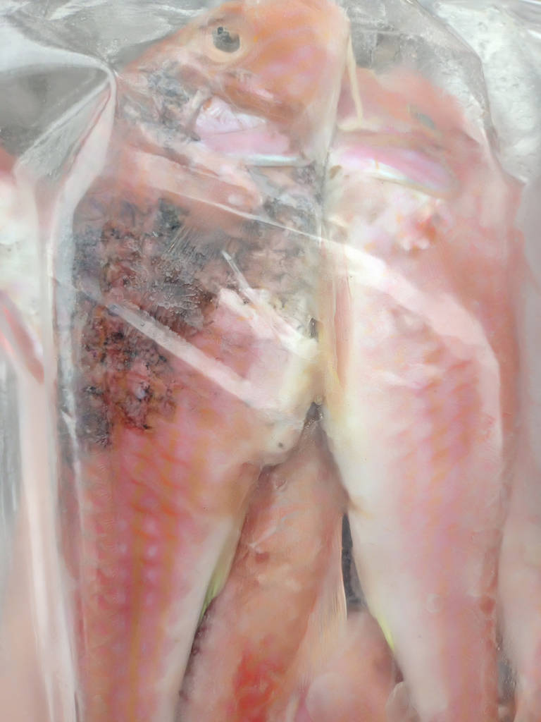 Барабулька с/м велика Голландія, розмір 15-20см - фото покупців 3