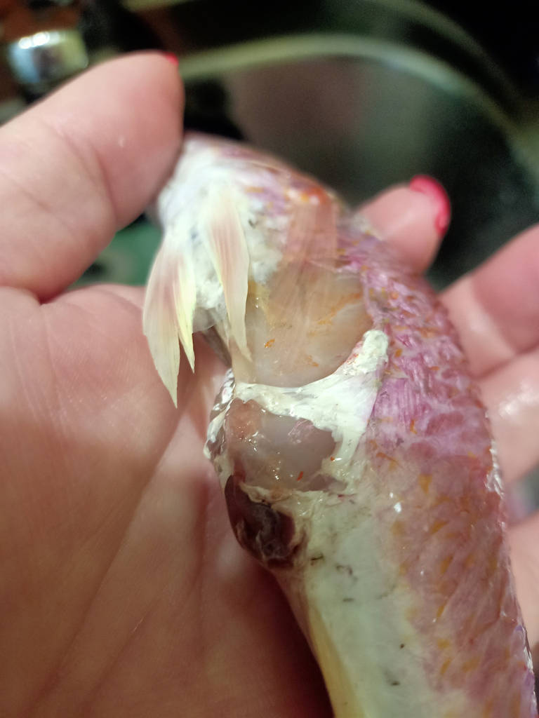 Барабулька с/м велика Голландія, розмір 15-20см - фото покупців 1