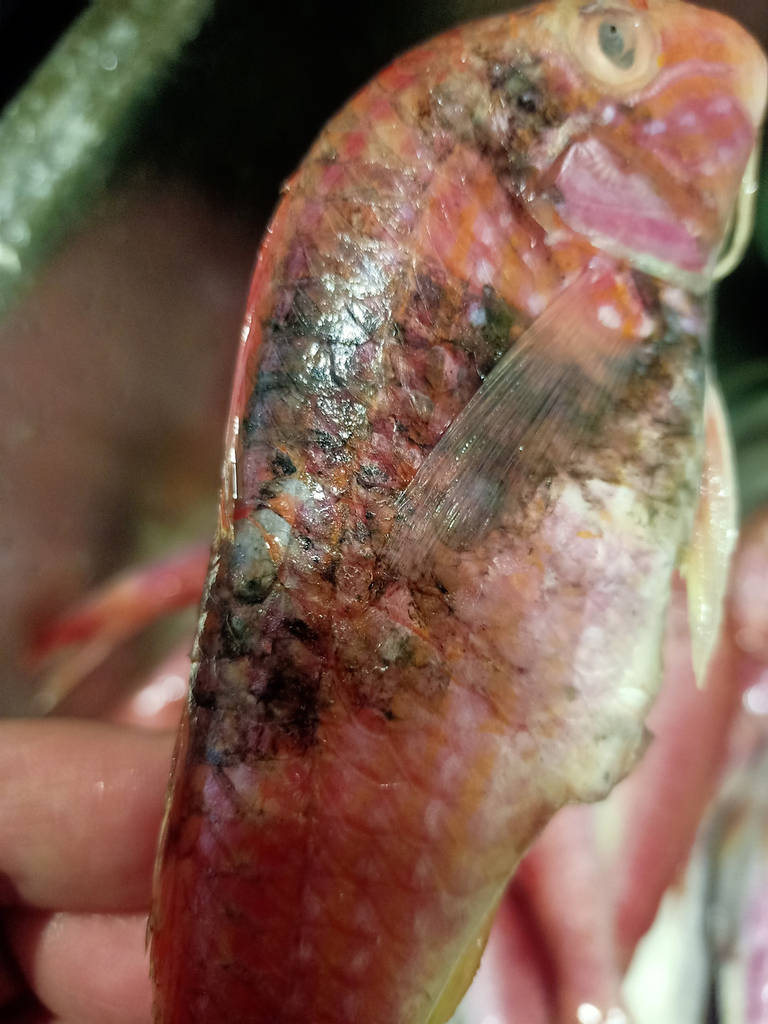 Барабулька с/м велика Голландія, розмір 15-20см - фото покупців 2