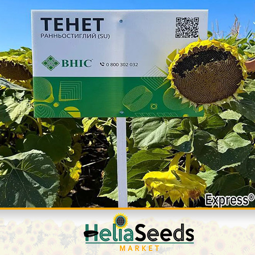 Насіння соняшнику гібрид ТЕНЕТ (під Гранстар) насіння соняшнику, фото 1