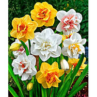 Цибулини Нарцисів