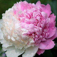 Корневище Півонів Сортових