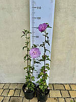 Гібіскус сірійський ЛАВЕНДЕР ШІФОН