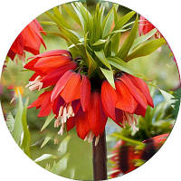 Цибулини Фрітіларії