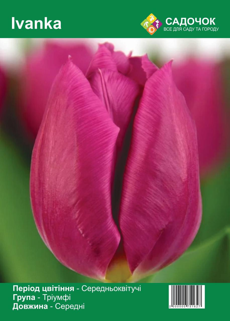 Цибулини тюльпанів «Іванка» (Ivanka) Середні, розмір 11/12 (30 шт.), Голландія 🌷, фото 1