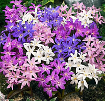 Цибулини Хіонодокси