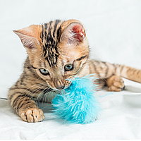 Топ-5 товарів для котика, які зроблять його життя щасливішим