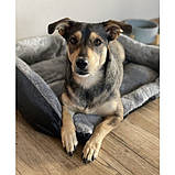 Лежак для собак і котів Purlov 24288, 60×45см, фото 4