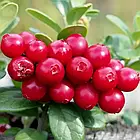 Саджанці Брусниці Ред Перл (Red Pearl) - рання, кисло-солодка, крупноплідна Р9, фото 6