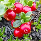 Саджанці Брусниці Ред Перл (Red Pearl) - рання, кисло-солодка, крупноплідна Р9, фото 5