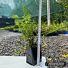 Саджанці Брусниці Руно Білявске - рання, крупноплідна, врожайна Р9, фото 3