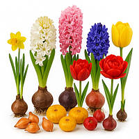 Цибулини Квітів