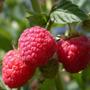 Малина "Полана" (Polana), ремонтантний сорт, фото 2