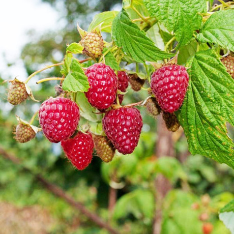 Малина "Полана" (Polana), ремонтантний сорт