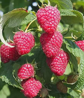 Малина "Полана" (Polana), ремонтантний сорт, фото 3