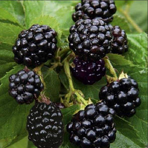 Ожина Natchez (Натчез) 1 річні у контейнері 0.5 л, фото 2