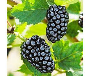 Ожина Natchez (Натчез) 1 річні у контейнері 0.5 л, фото 3