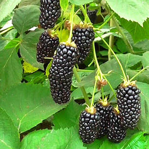 Ожина Natchez (Натчез) 1 річні у контейнері 0.5 л, фото 1