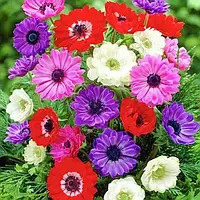 Цибулини Анемони (бульби)