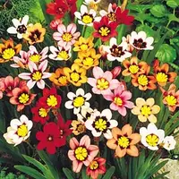 Спараксіс (цибулини)