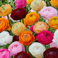 Ранункулюс (лютик)