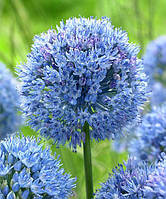 Алліум 5шт Caeruleum (Керулеум)