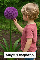 Алліум 1шт Gladiator (Гладіатор)