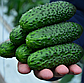 Огірок Еколь F1, 50 шт (Leda Agro), фото 5