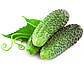 Огірок Еколь F1, 50 шт (Leda Agro), фото 3