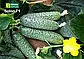 Огірок Солон F1, 50 шт (Leda Agro), фото 5