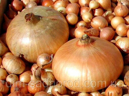 Цибуля Штутгартен Ризен 0,5кг, фото 1