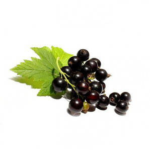 Саджанці смородини