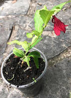 Вейгела Ghost. 0.5л. контейнер.