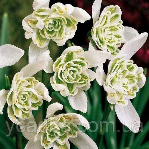 Підсніжник махровий Nivalis Flore Pleno (розмір 5/6), фото 1