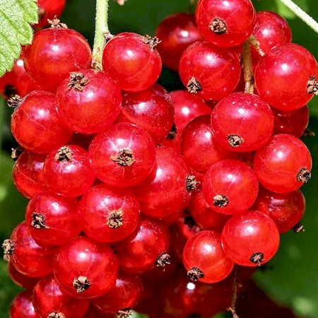 Саджанці смородини Асора, фото 1