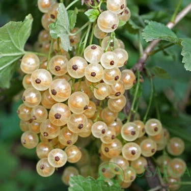 Саджанці смородини Баяна 2річка, фото 1