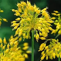 Алліум 2шт Yellow Fantasy (Іеллов Фантасі)