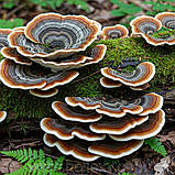 Трамета різнобарвна (екстракт), фото 2