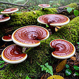 Рейші (екстракт), фото 2