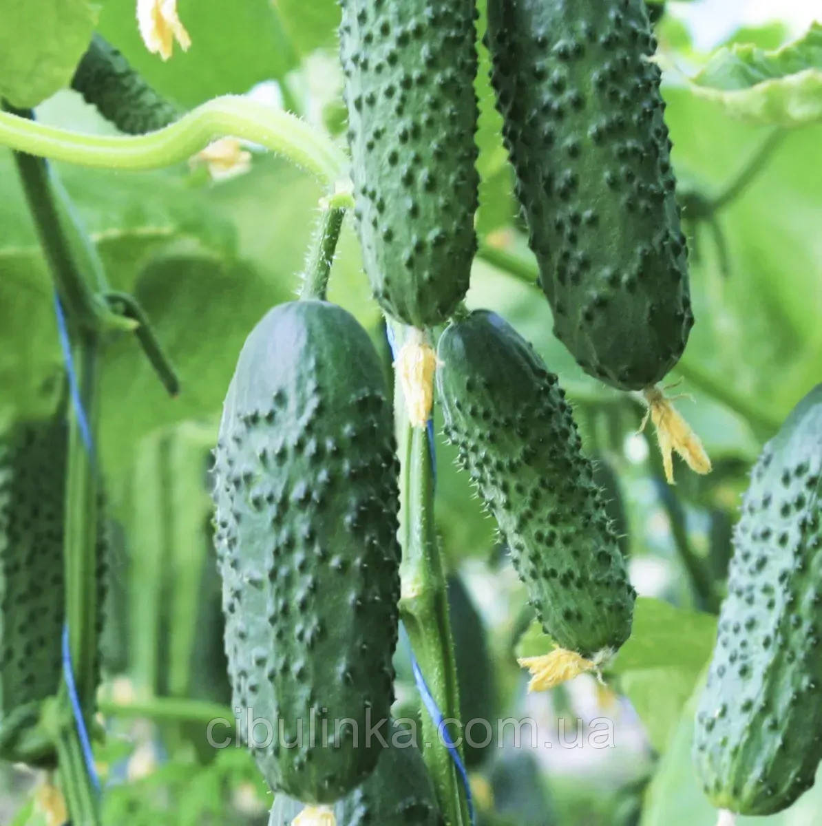 Огірок Седрік F1 Enza Zaden/Нідерланди 10 шт, фото 1