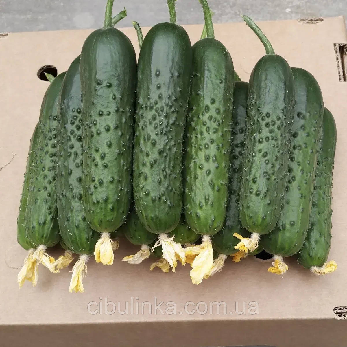 Огірок Спіно F1 Syngenta/Нідерланди 10 шт, фото 1