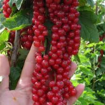 Саджанці смородини Ровада, фото 1