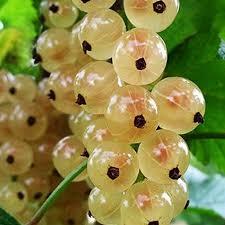 Саджанці смородини Сніжана, фото 1