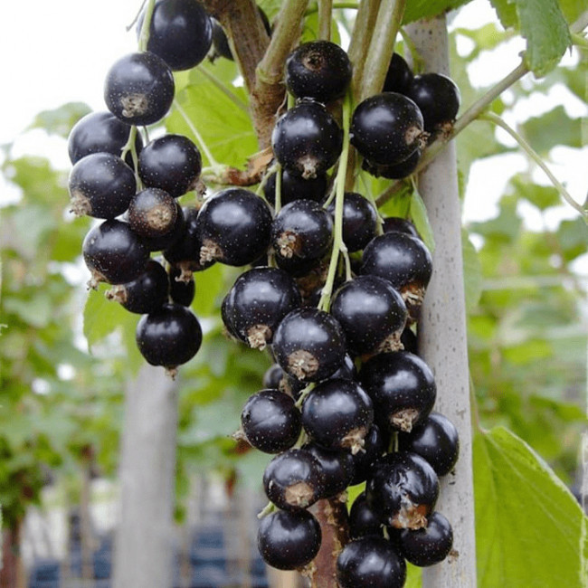 Саджанці смородини Титанія, фото 1